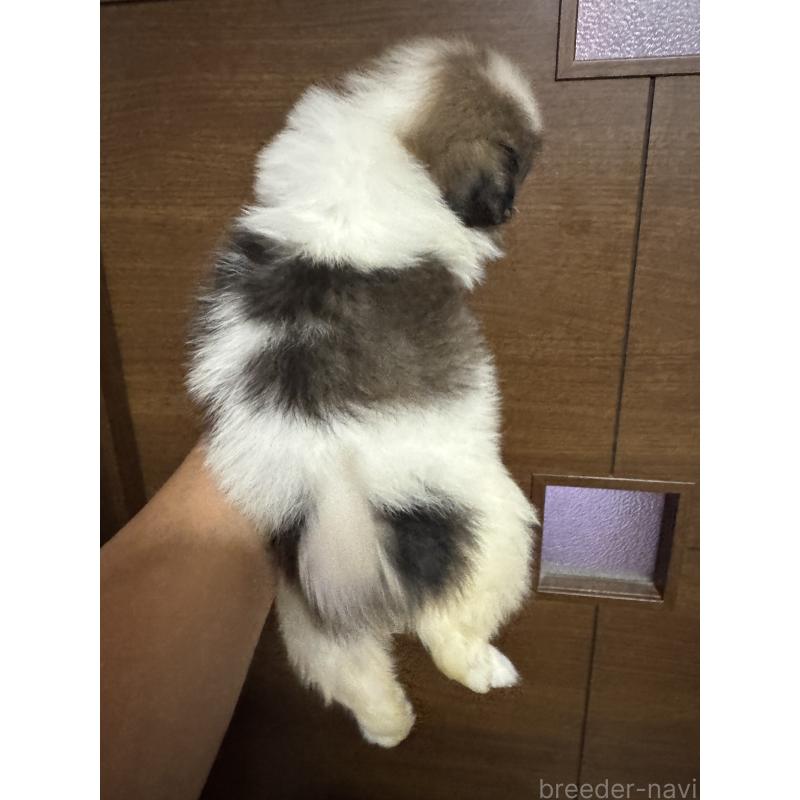 販売中の栃木県の狆 (チン)-423723の2枚目