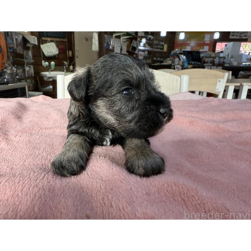 販売中の長野県のミニチュアシュナウザー-423720の5枚目