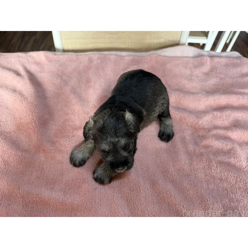 販売中の長野県のミニチュアシュナウザー-423720の4枚目