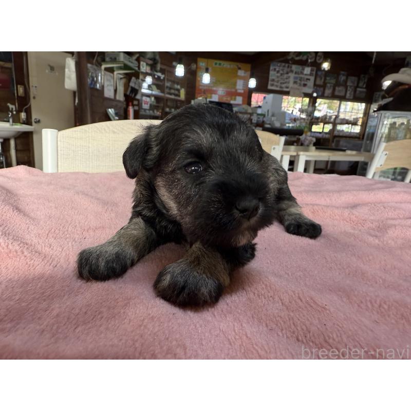 販売中の長野県のミニチュアシュナウザー-423720の3枚目