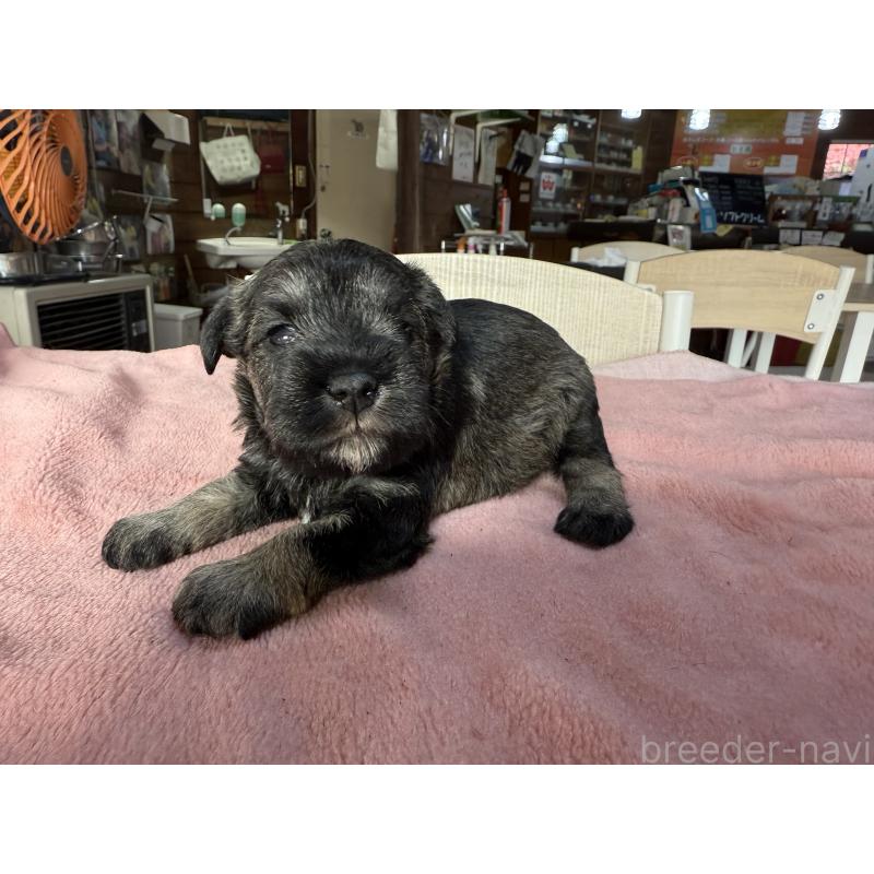 販売中の長野県のミニチュアシュナウザー-423720の2枚目