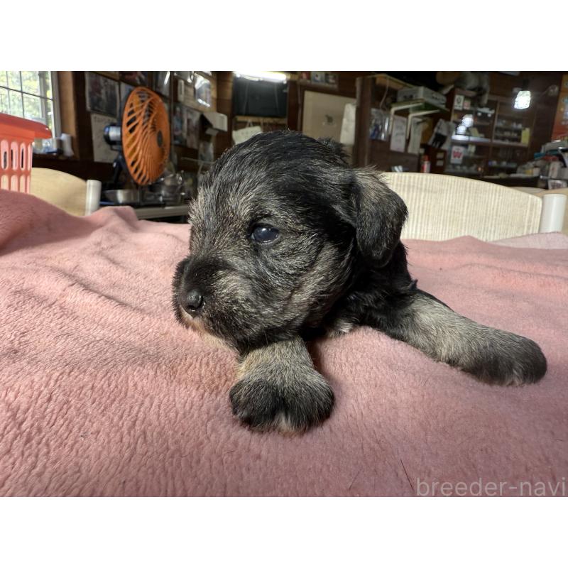 販売中の長野県のミニチュアシュナウザー-423721の7枚目