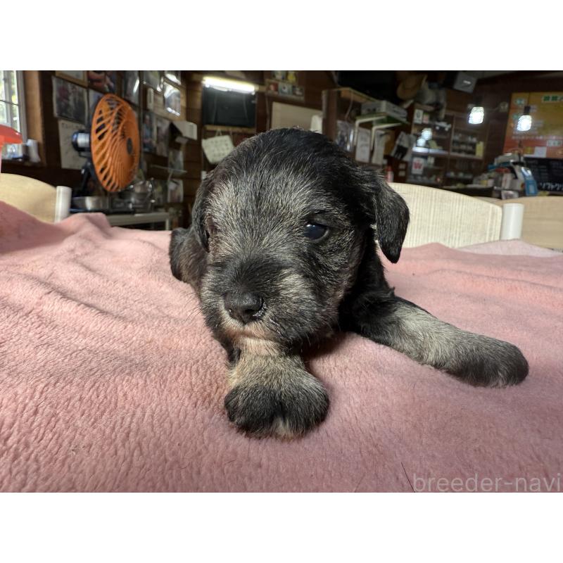 販売中の長野県のミニチュアシュナウザー-423721の6枚目