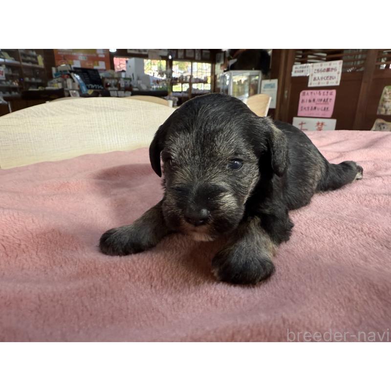 販売中の長野県のミニチュアシュナウザー-423721の5枚目