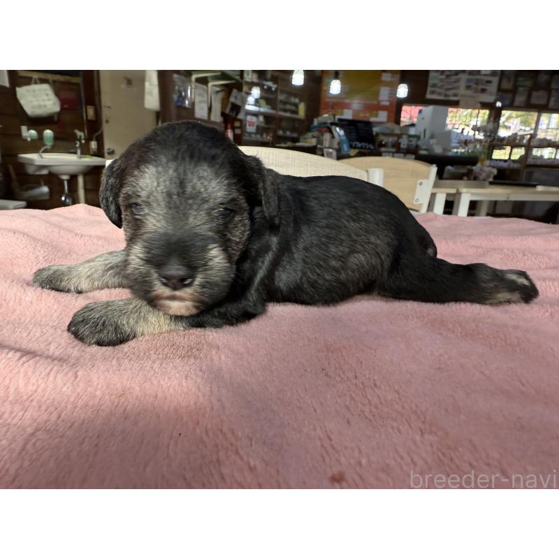 販売中の長野県のミニチュアシュナウザー-423721の4枚目