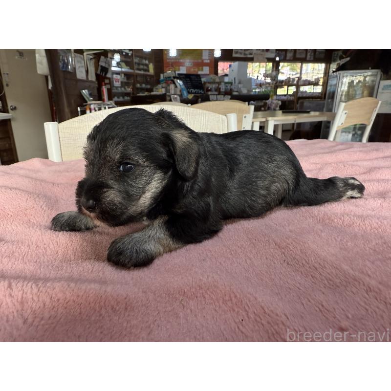 販売中の長野県のミニチュアシュナウザー-423721の3枚目