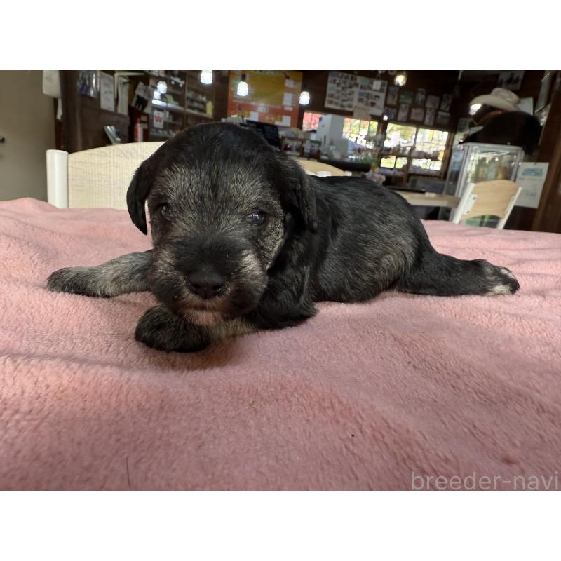 販売中の長野県のミニチュアシュナウザー-423721の2枚目