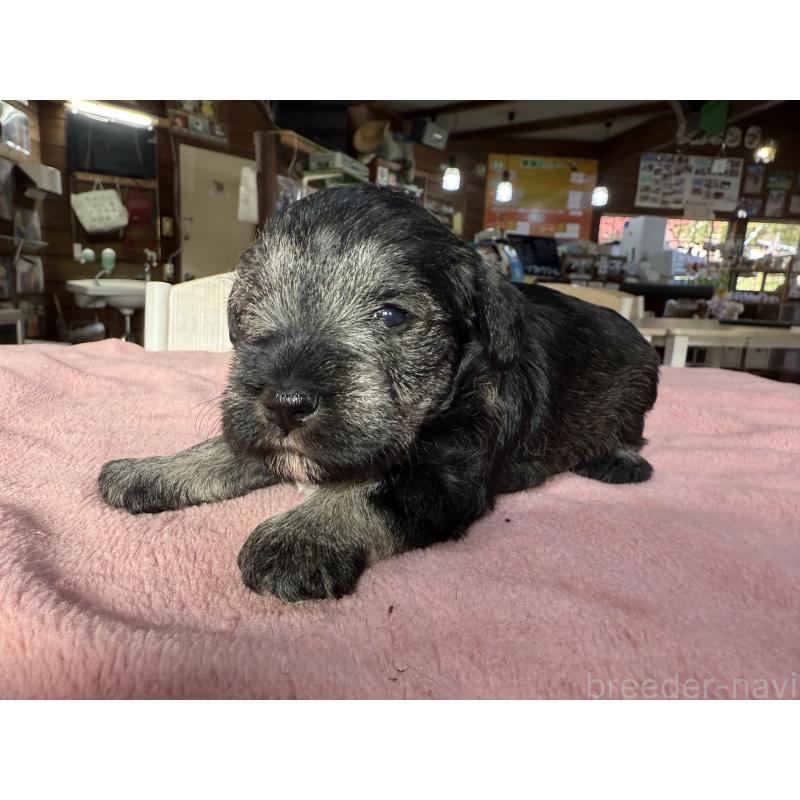 販売中の長野県のミニチュアシュナウザー-423722の8枚目