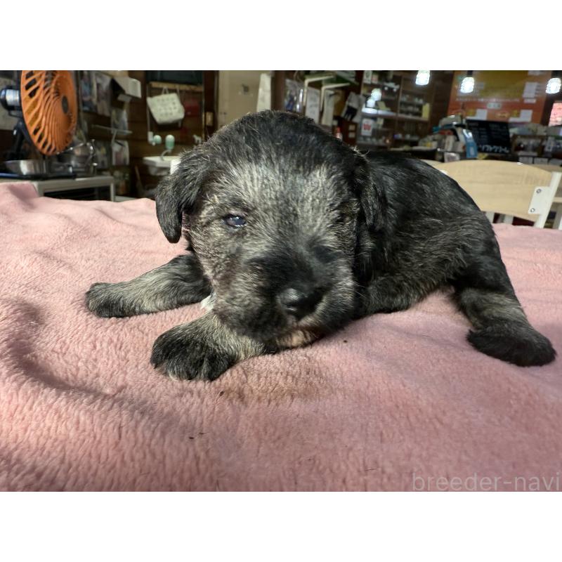 販売中の長野県のミニチュアシュナウザー-423722の7枚目