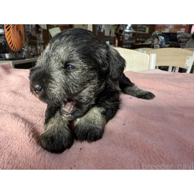 販売中の長野県のミニチュアシュナウザー-423722の6枚目