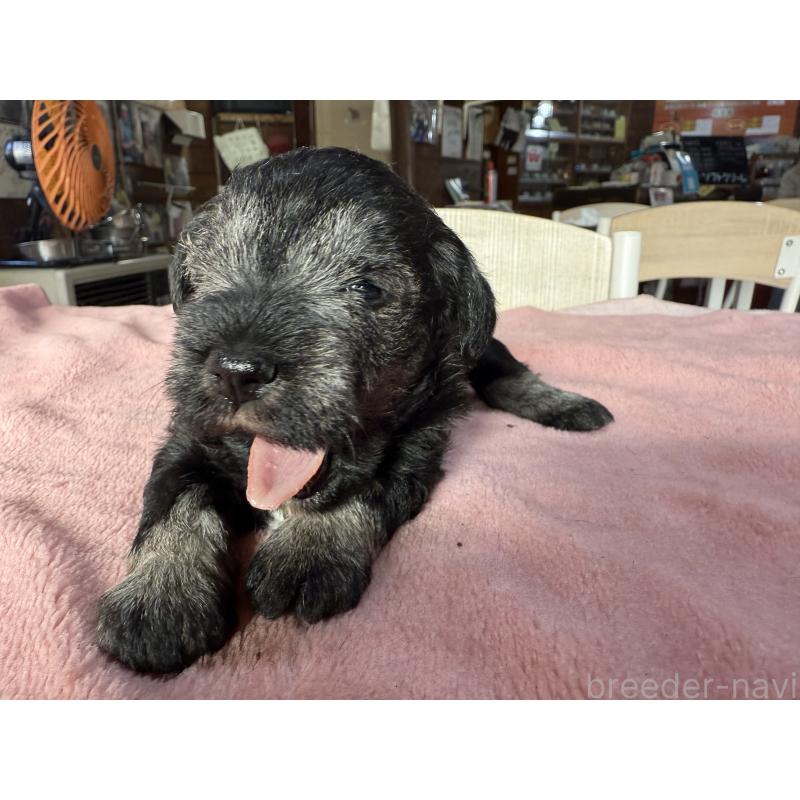 販売中の長野県のミニチュアシュナウザー-423722の5枚目