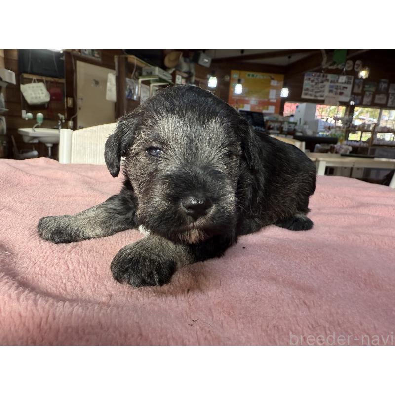 販売中の長野県のミニチュアシュナウザー-423722の4枚目