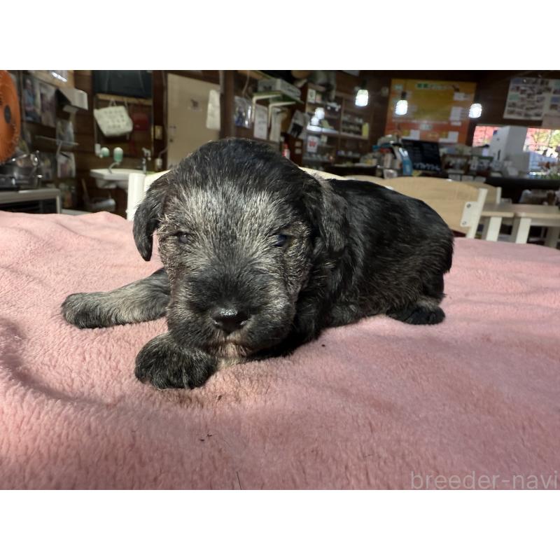 販売中の長野県のミニチュアシュナウザー-423722の3枚目