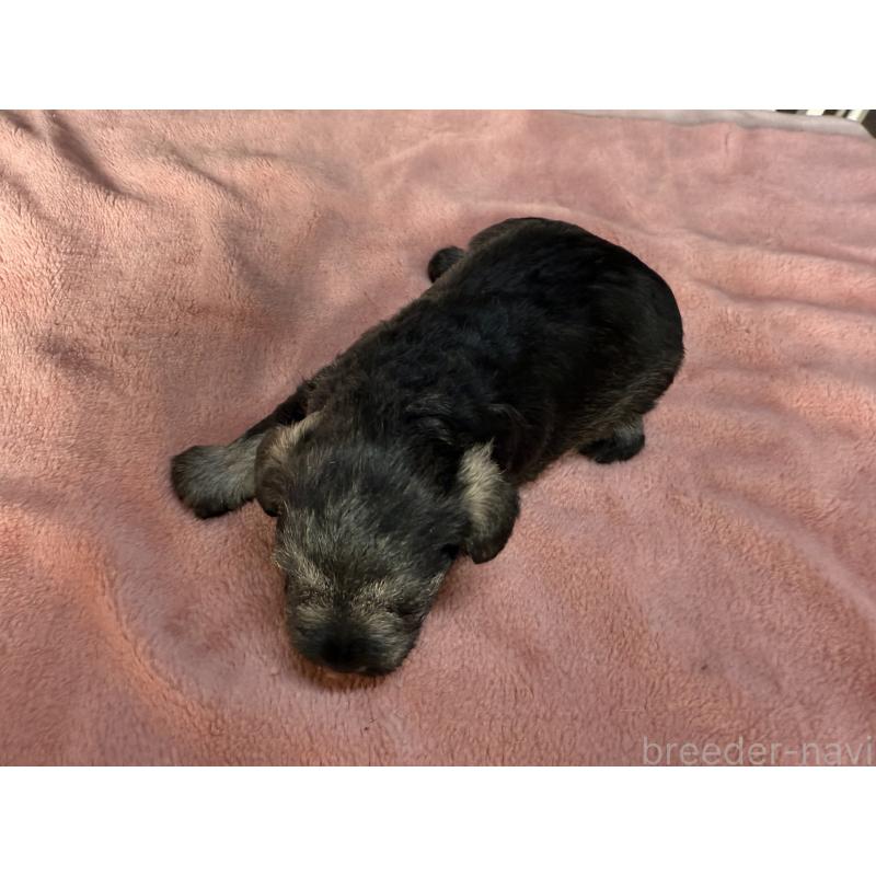 販売中の長野県のミニチュアシュナウザー-423722の2枚目