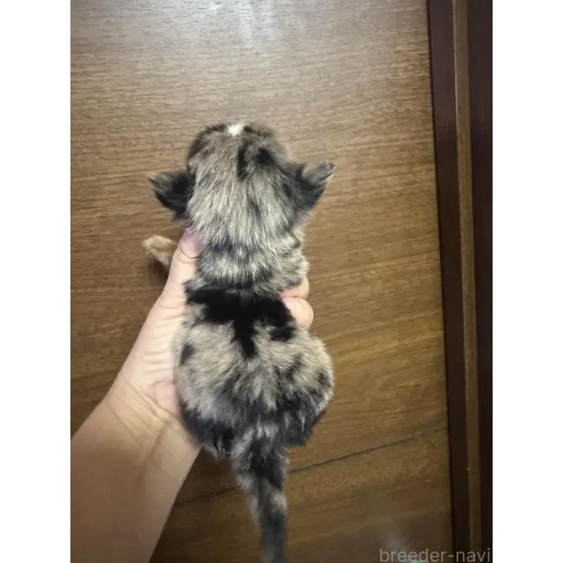 販売中の栃木県のチワワ(ロングコート)-423727の4枚目