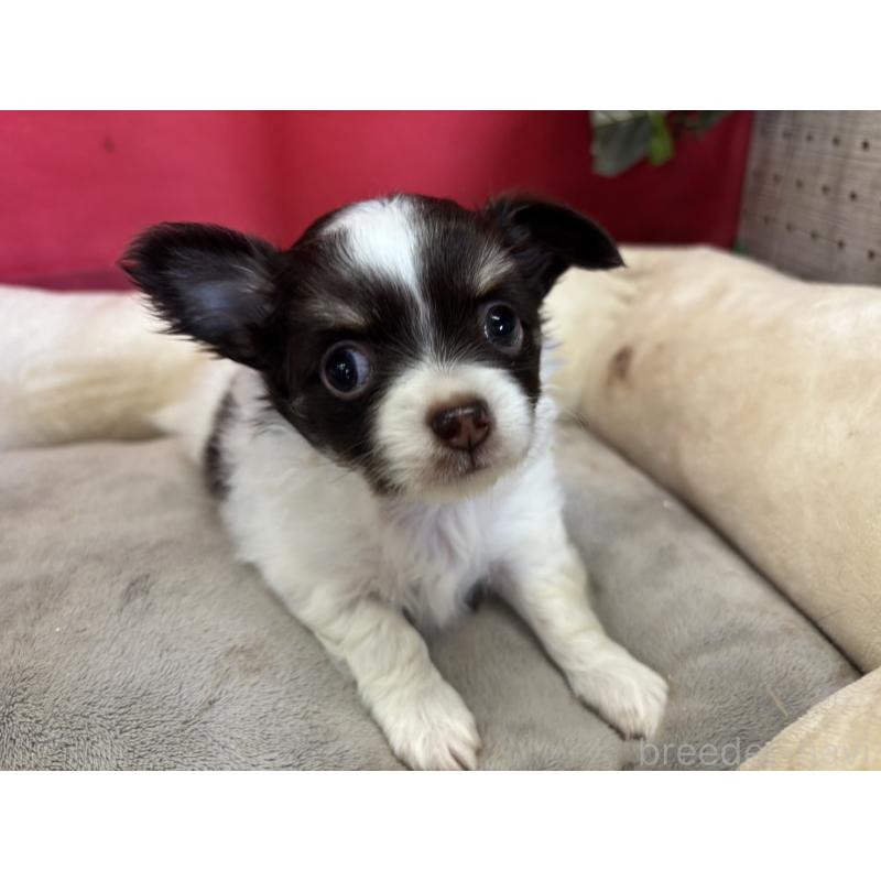 販売中の愛知県のチワワ(ロングコート)-423724の1枚目