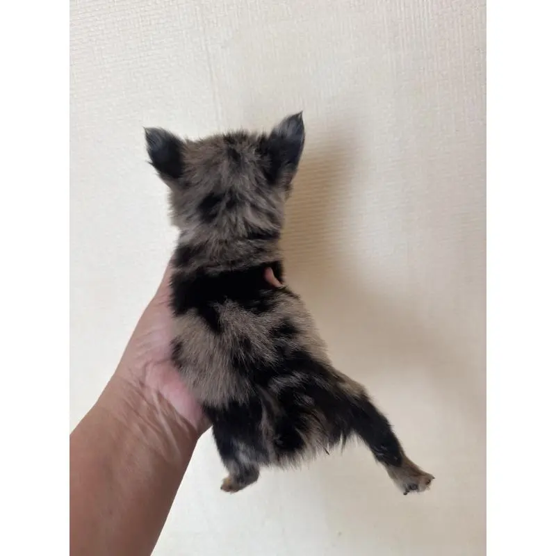 販売中の栃木県のチワワ(ロングコート)-423727の3枚目