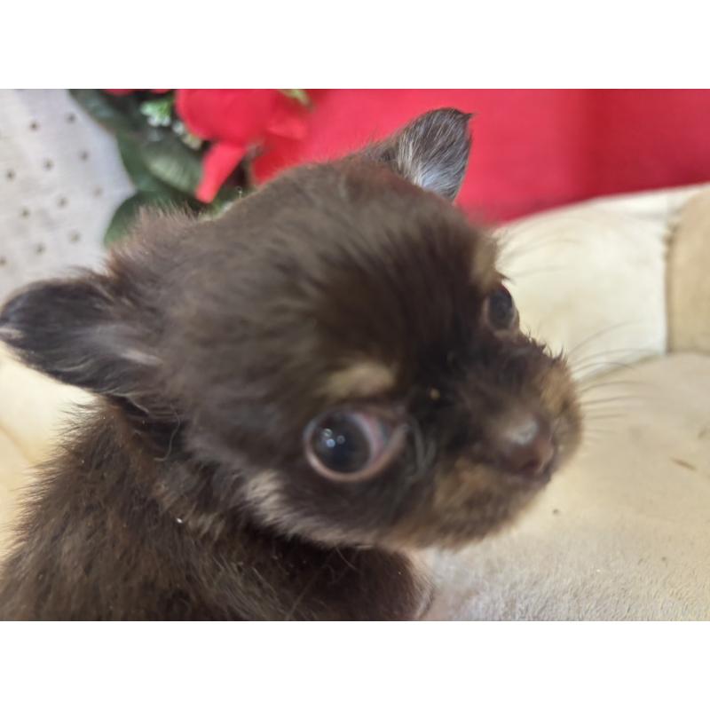 販売中の愛知県のチワワ(ロングコート)-423726