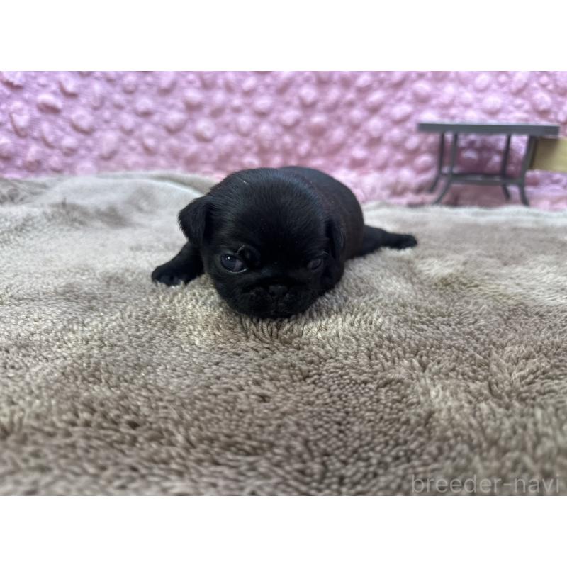 販売中の茨城県のパグ-423728の11枚目