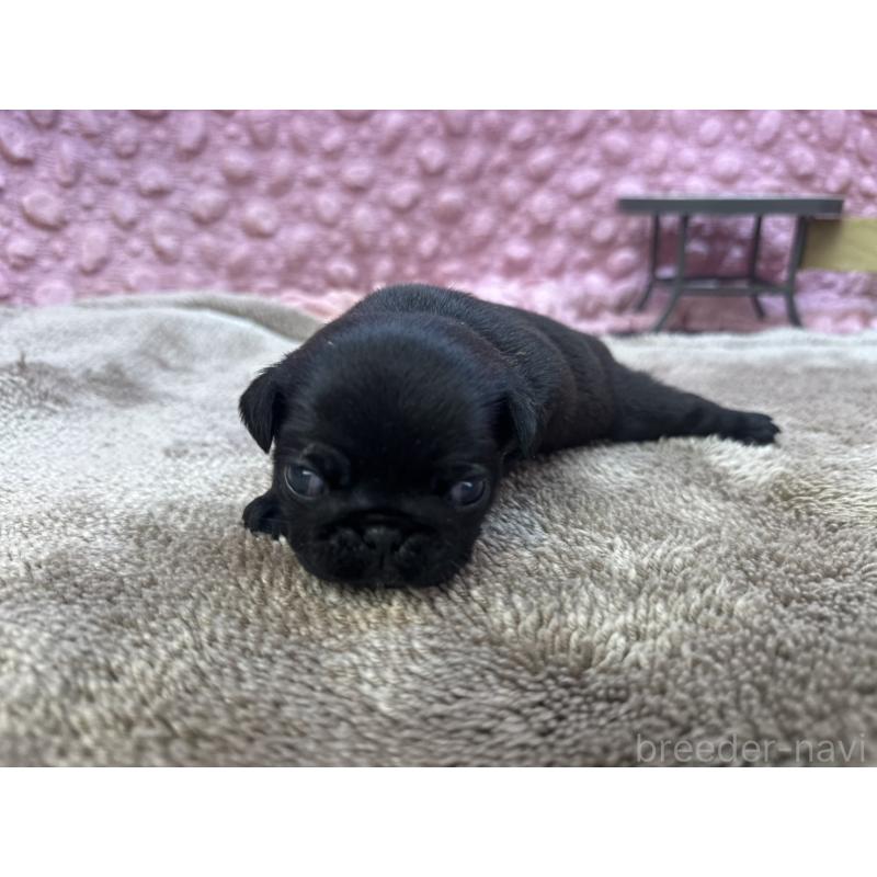 販売中の茨城県のパグ-423728の10枚目