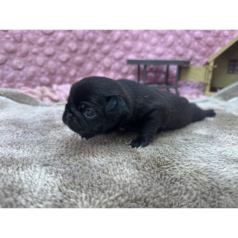 販売中の茨城県のパグ-423728の9枚目