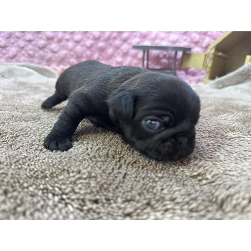 販売中の茨城県のパグ-423728の8枚目