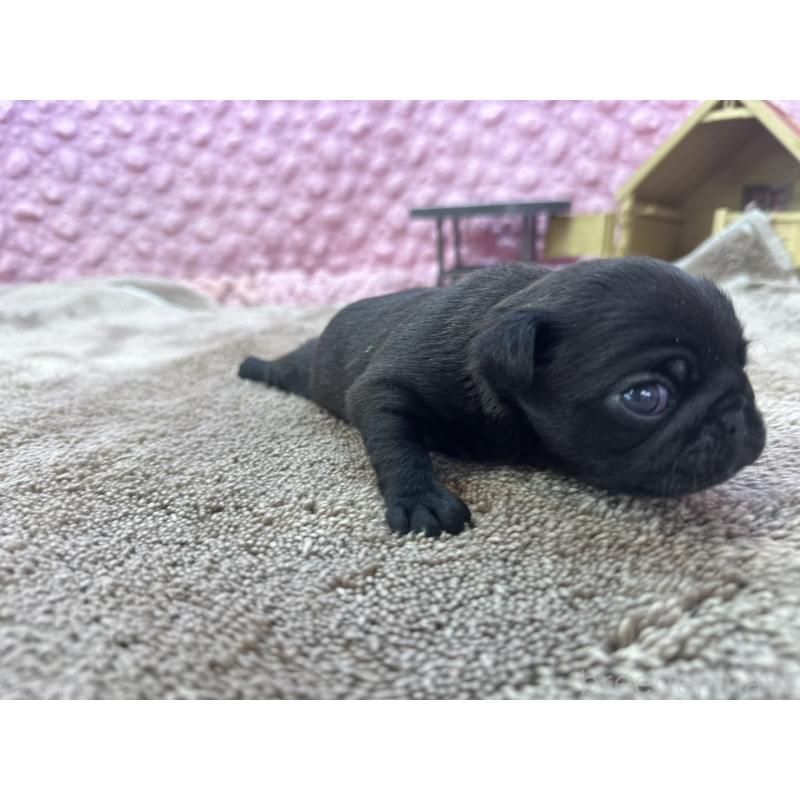 販売中の茨城県のパグ-423728の7枚目