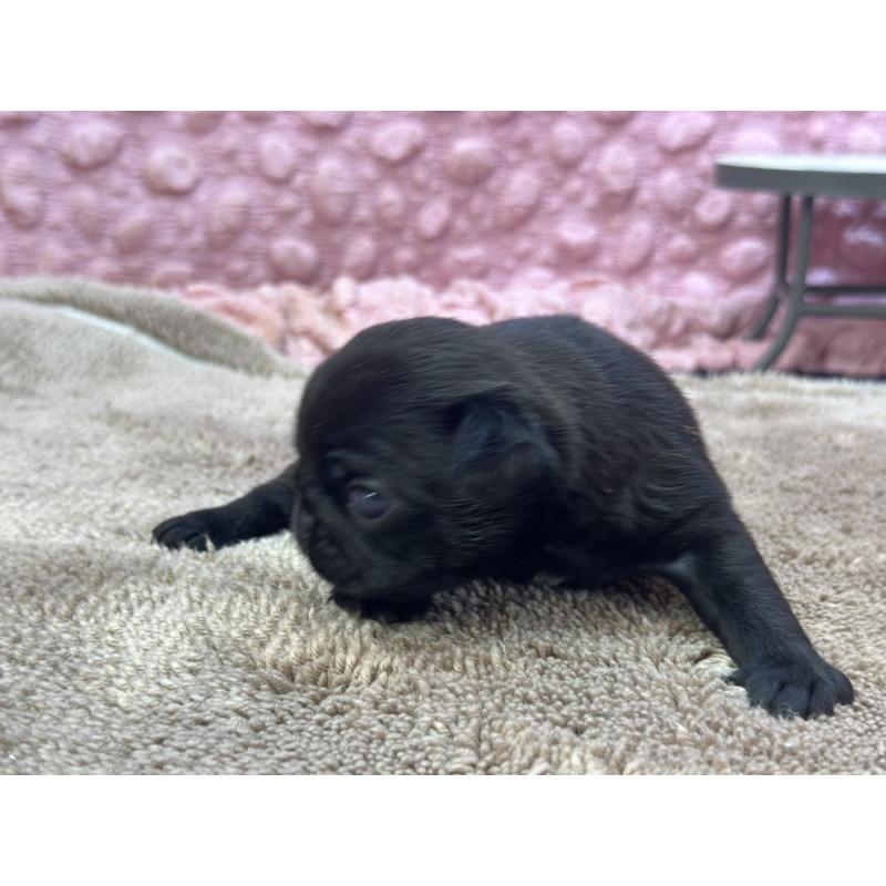 販売中の茨城県のパグ-423728の6枚目