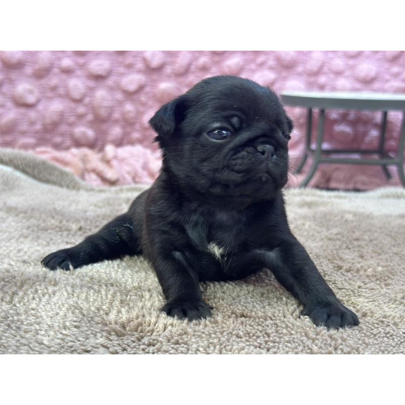 販売中の茨城県のパグ-423728の1枚目