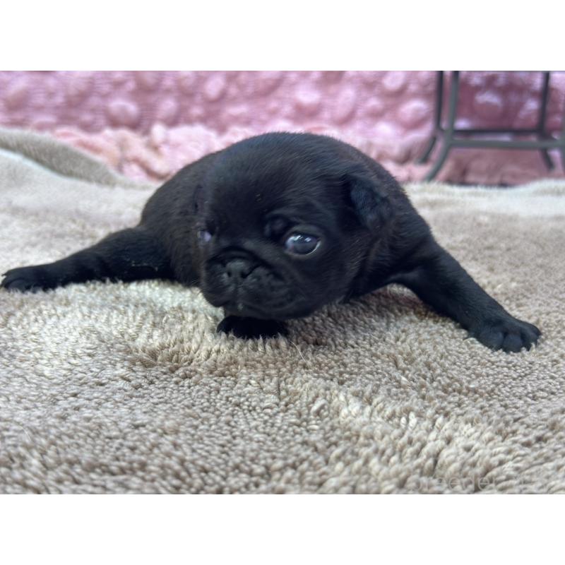 販売中の茨城県のパグ-423728の5枚目