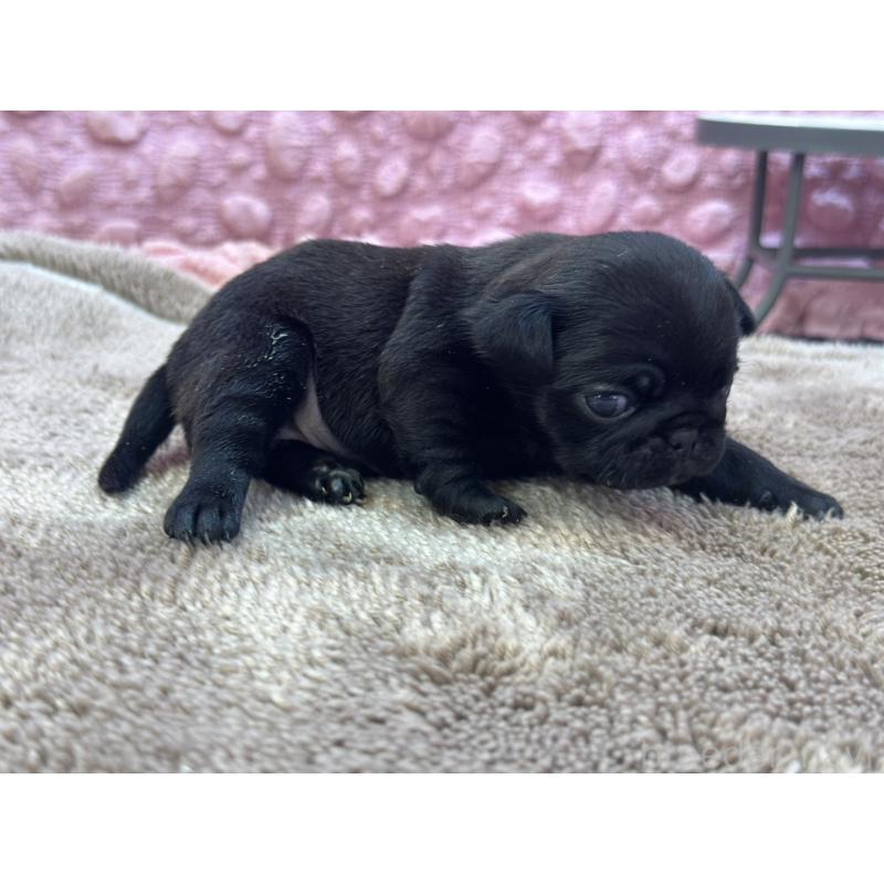 販売中の茨城県のパグ-423728の4枚目