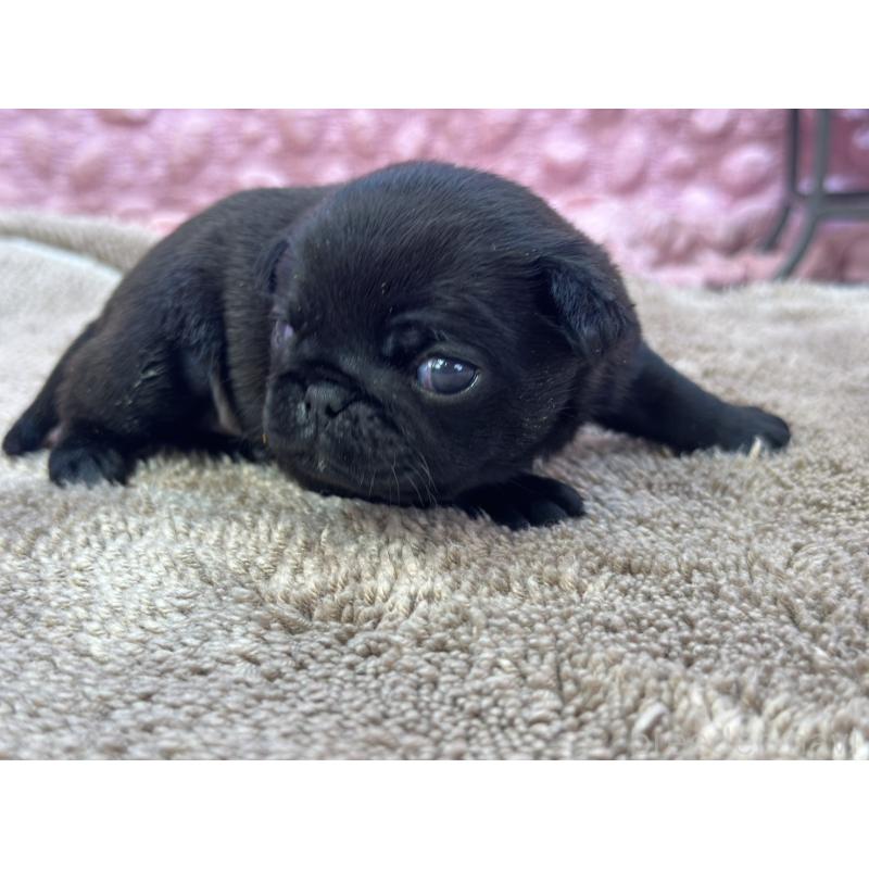 販売中の茨城県のパグ-423728の3枚目