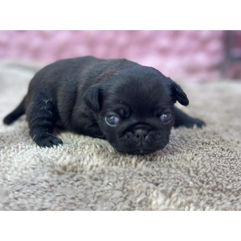 販売中の茨城県のパグ-423728の2枚目