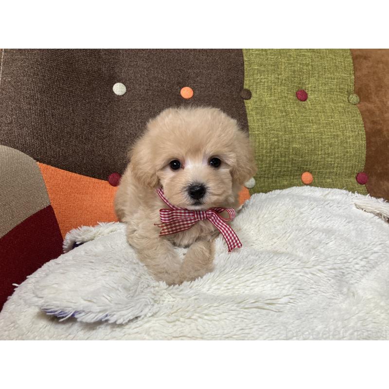 成約済の福岡県のマルプー:マルチーズ×トイプードル-423729の1枚目