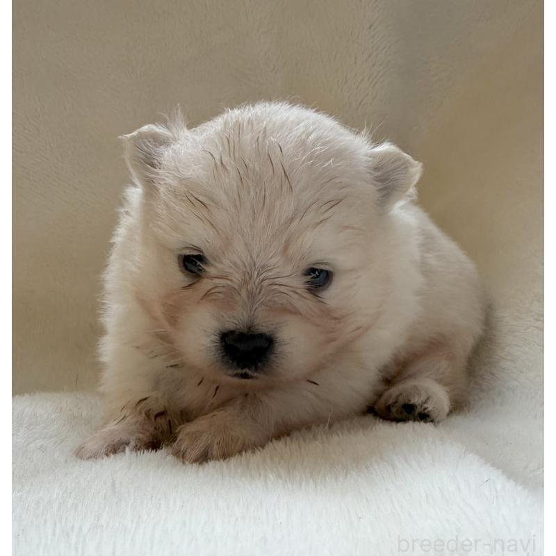 販売中の山口県のポメラニアン-423730の1枚目