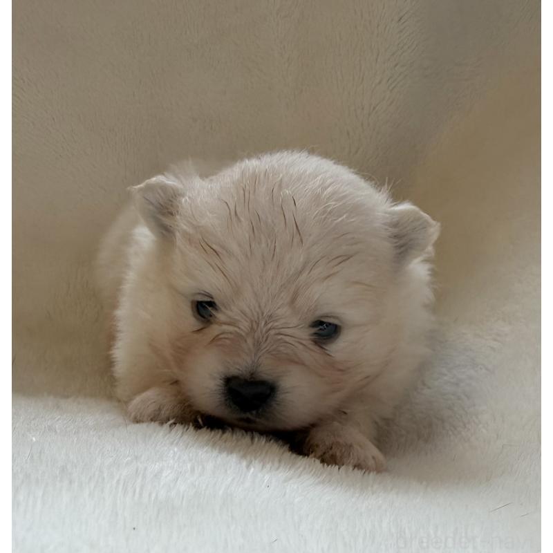 販売中の山口県のポメラニアン-423730の4枚目