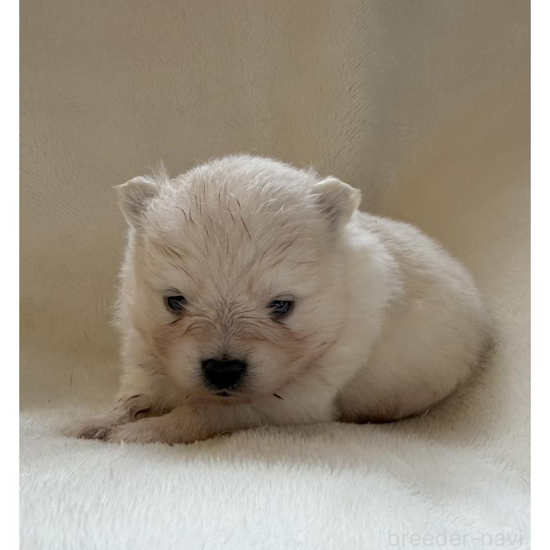 販売中の山口県のポメラニアン-423730の3枚目