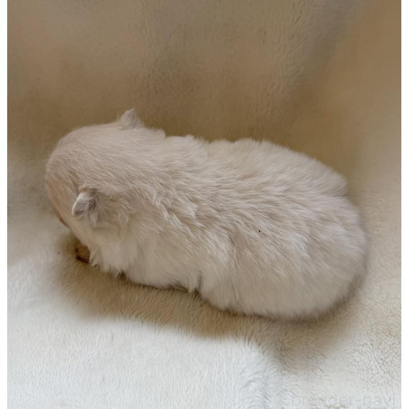 販売中の山口県のポメラニアン-423730の2枚目