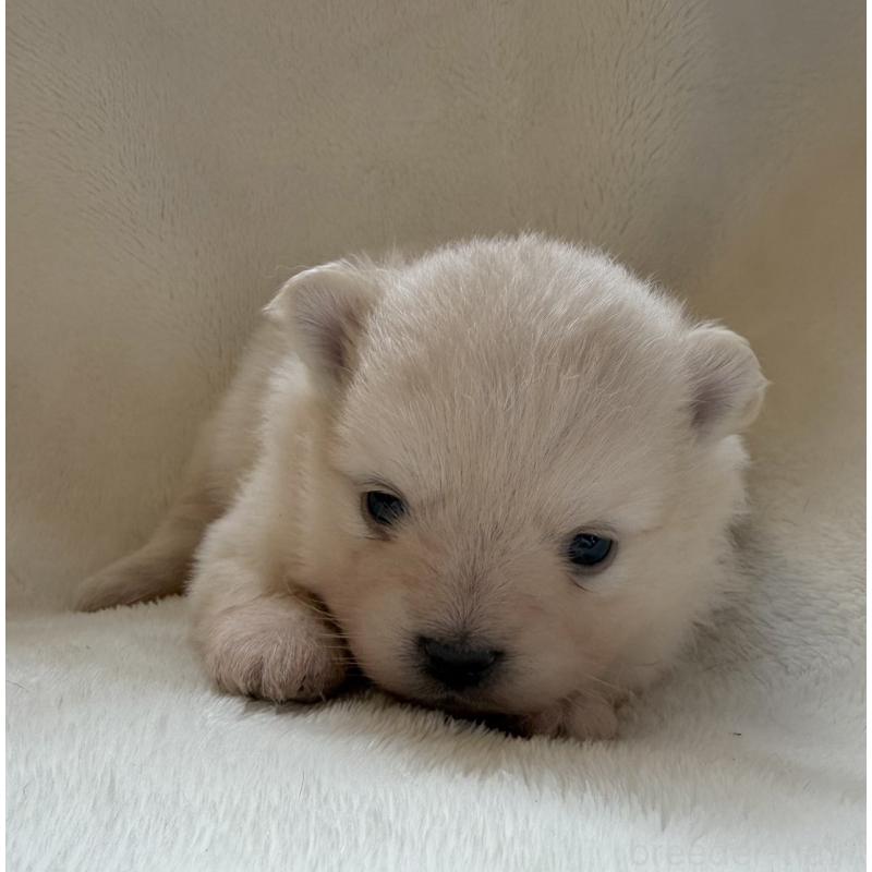 販売中の山口県のポメラニアン-423731の1枚目