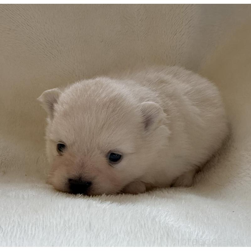 販売中の山口県のポメラニアン-423731の4枚目