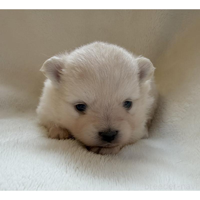 販売中の山口県のポメラニアン-423731の3枚目