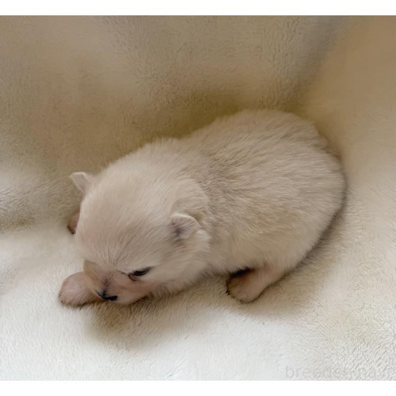 販売中の山口県のポメラニアン-423731の2枚目