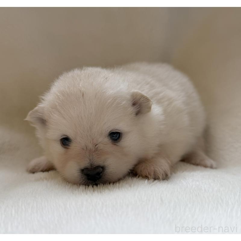 販売中の山口県のポメラニアン-423733の1枚目