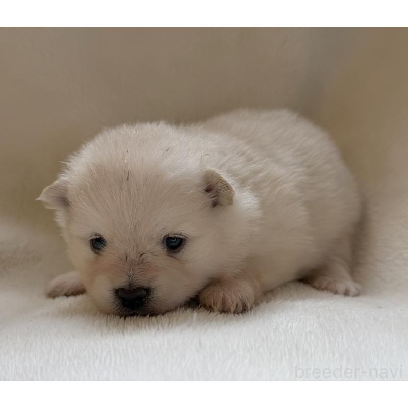 販売中の山口県のポメラニアン-423733の4枚目