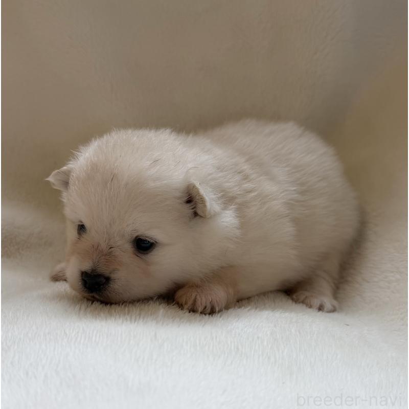 販売中の山口県のポメラニアン-423733の3枚目