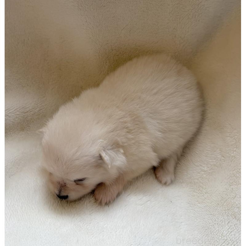 販売中の山口県のポメラニアン-423733の2枚目