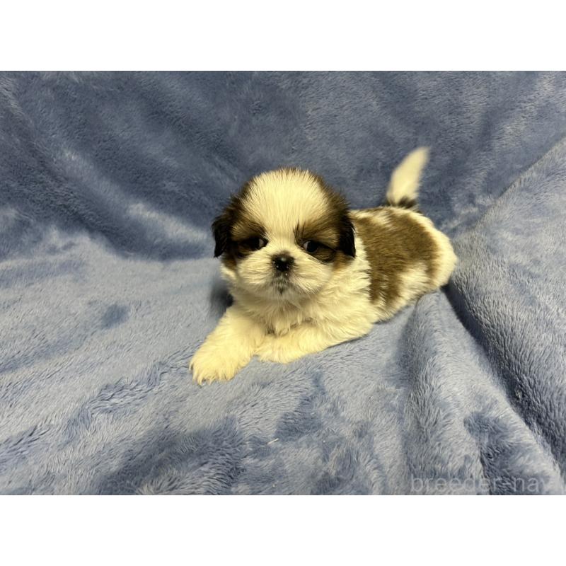 販売中の佐賀県のシーズー-423735の1枚目