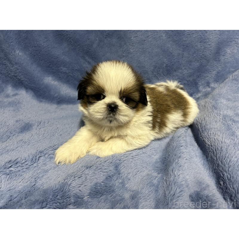 販売中の佐賀県のシーズー-423735の3枚目