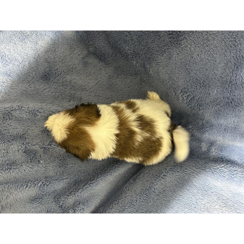 販売中の佐賀県のシーズー-423735の2枚目