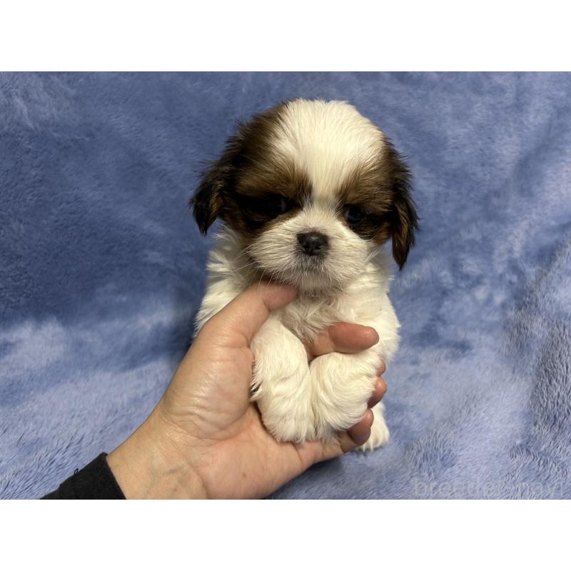 販売中の佐賀県のシーズー-423736の1枚目